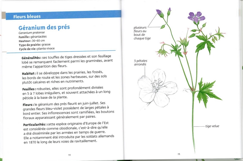 Fleurs des prairies les petits livres de la nature