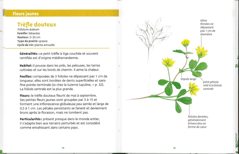 Fleurs des prairies les petits livres de la nature