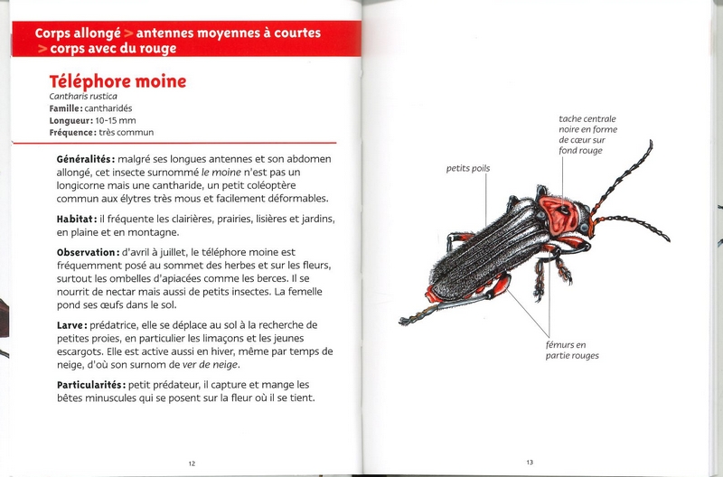 Coléoptères les petits livres de la nature