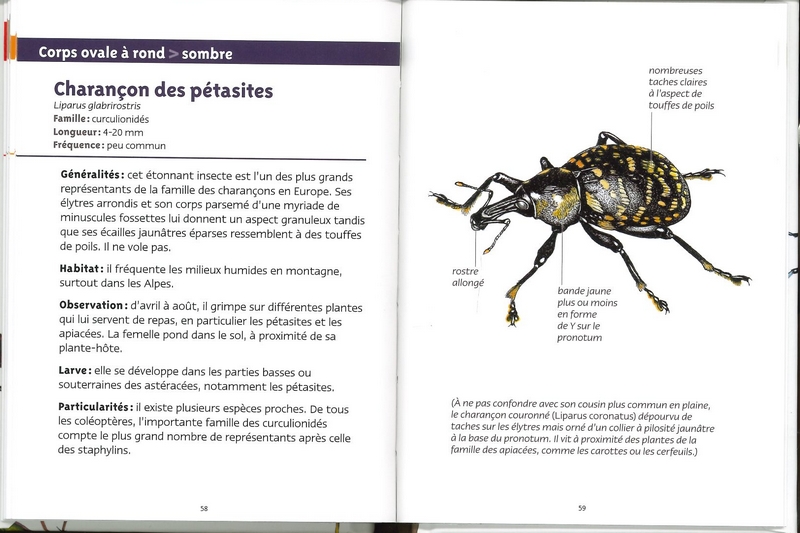 Coléoptères les petits livres de la nature