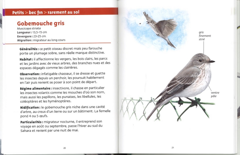 Oiseaux des villes les petits livres de la nature