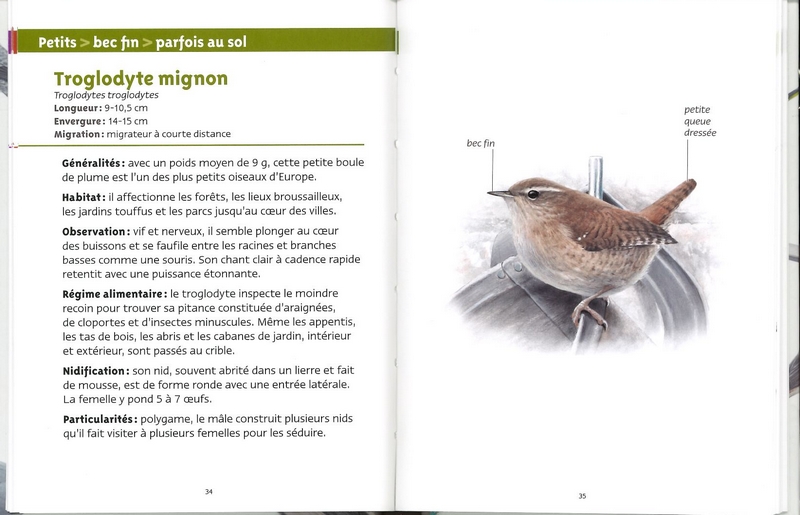 Oiseaux des villes les petits livres de la nature