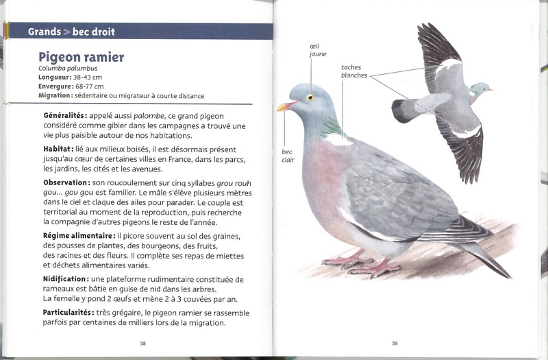 Oiseaux des villes les petits livres de la nature