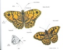 Insectoïdus