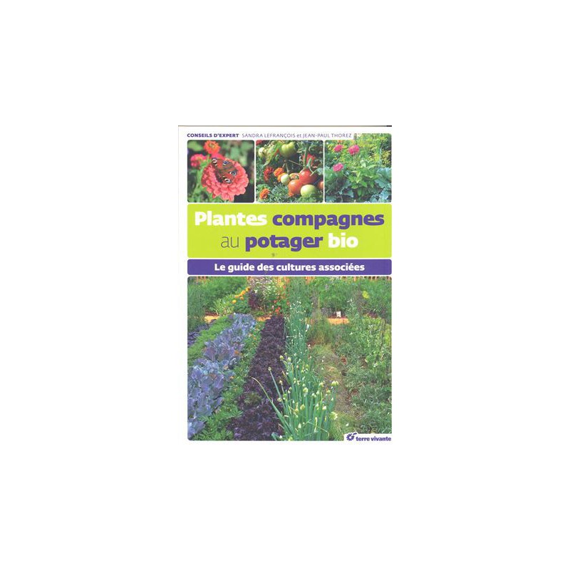 Plantes compagnes au potager bio