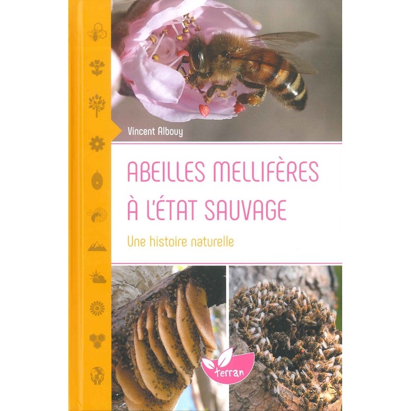 Abeilles mellifères à l'état sauvage