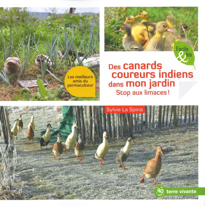 Des canards coureurs indiens dans mon jardin