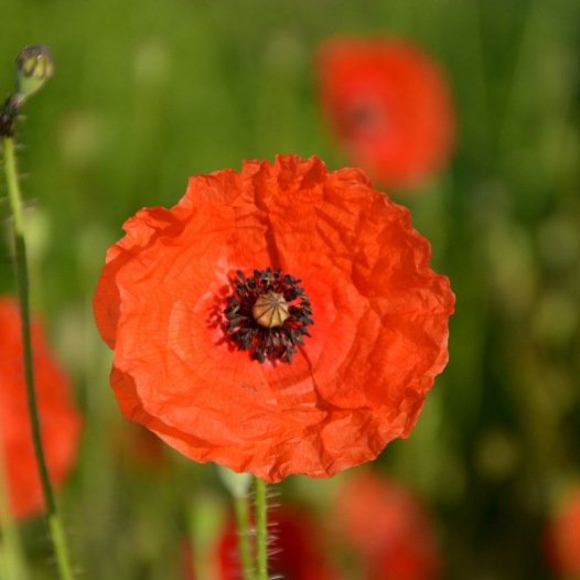 Coquelicot des Champs - F0067