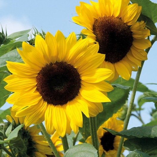 Tournesol en mélange décoratif - F0361
