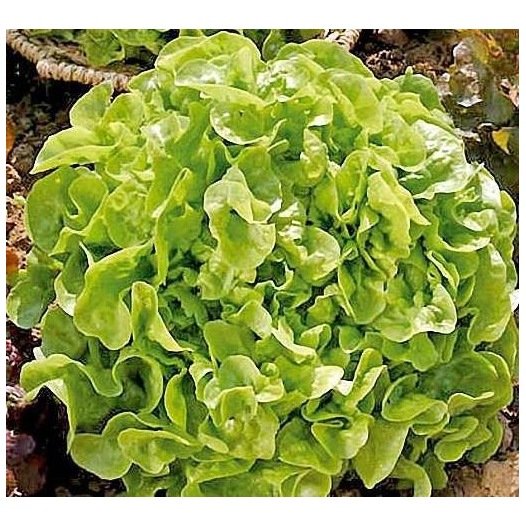 Laitue à couper Feuille de Chêne Blonde - L2700