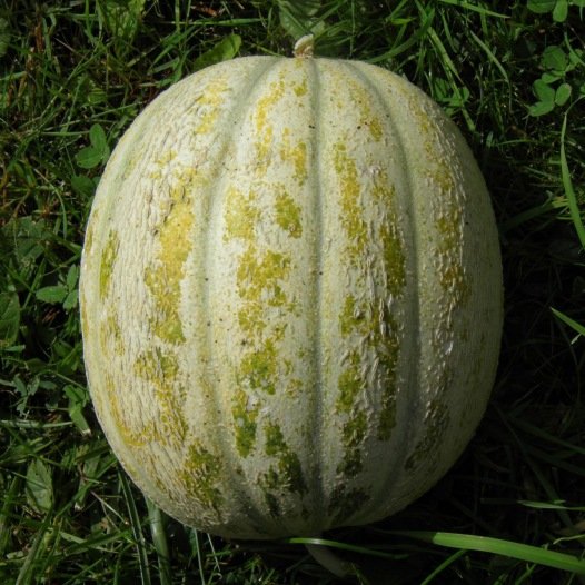 Melon de Ste Memille