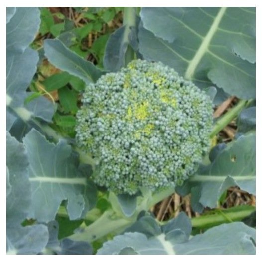 Chou Brocoli Vert Calabrais