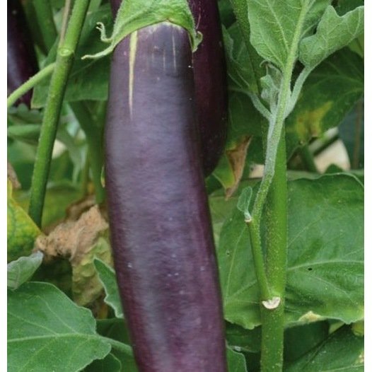 Aubergine violette de Barbentane