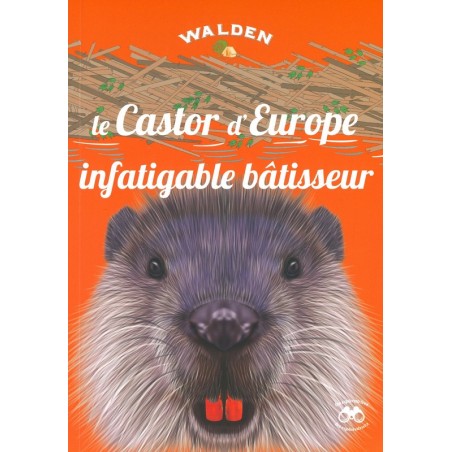 Castor d'Europe infatigable bâtisseur