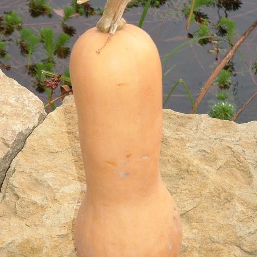 Courge Musquee Butternut - L1900