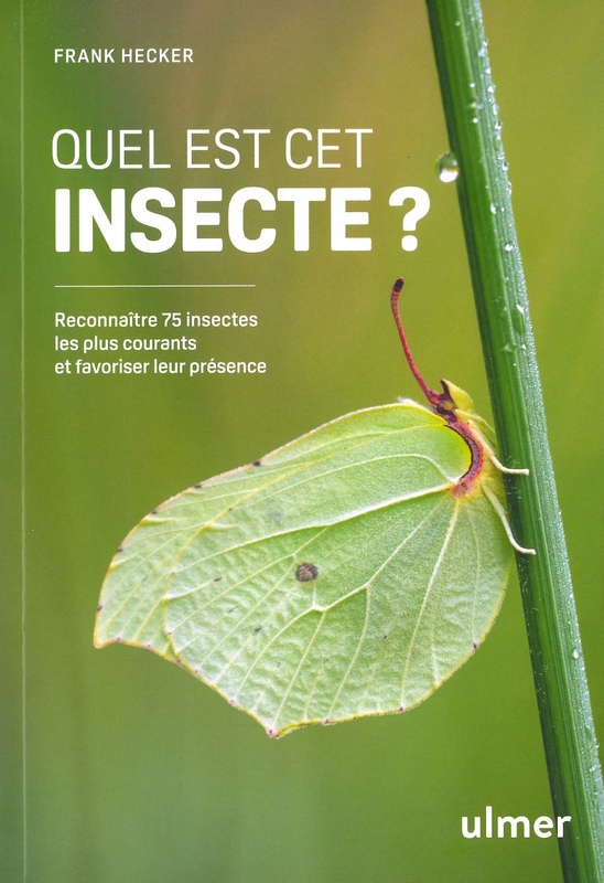 Quel est cet insecte? - Ulmer