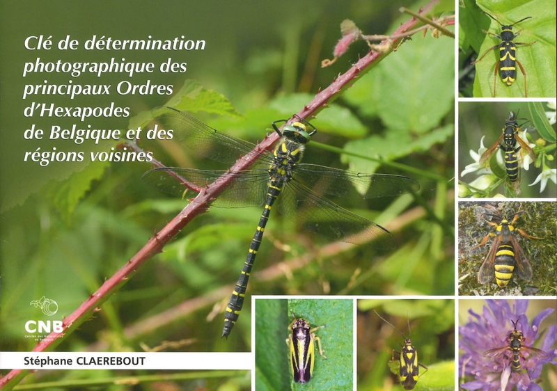 Clé de détermination photographique des principaux ordres d'hexapodes