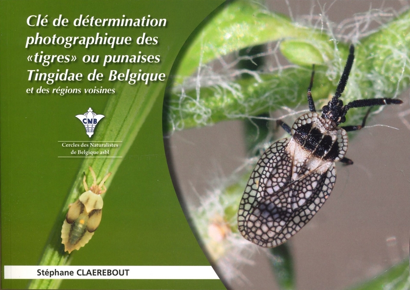 Clé de détermination photographique des tigres ou punaises Tingidae de Belgique