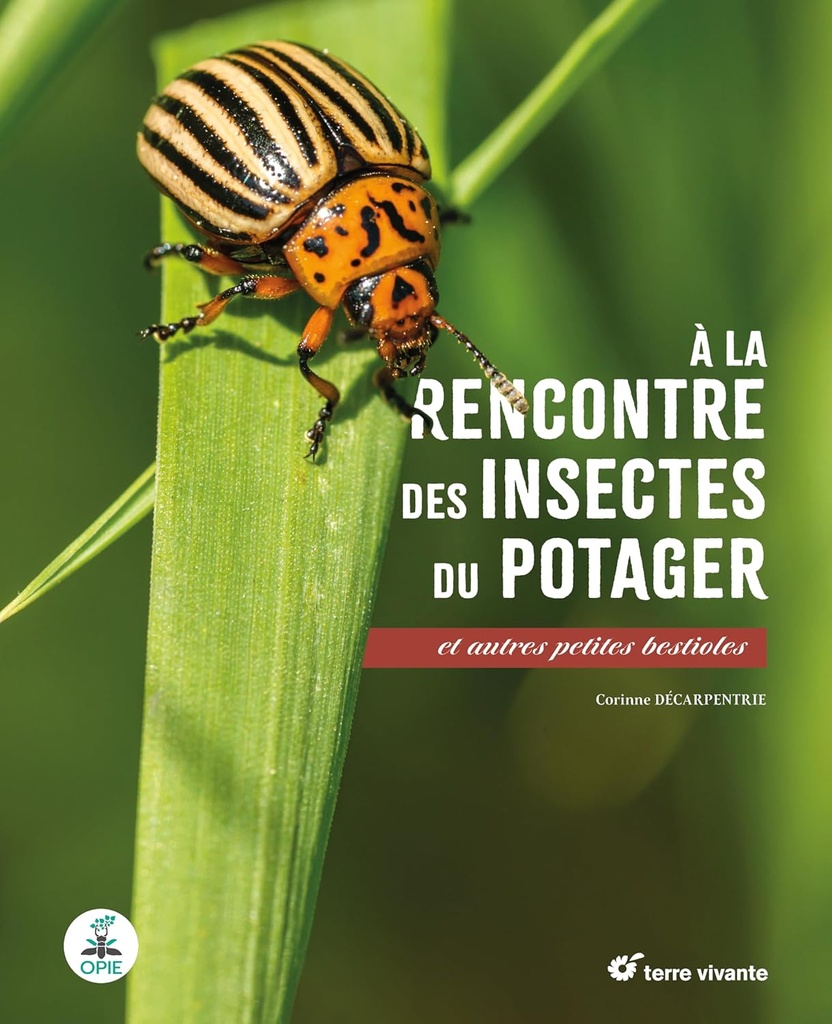 A la rencontre des insectes du potager