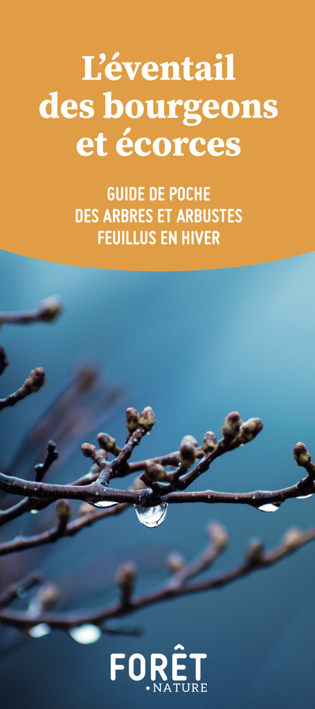 L'éventail des bourgeons  et écorces