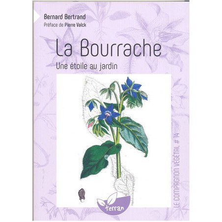 La bourrache une étoile au jardin