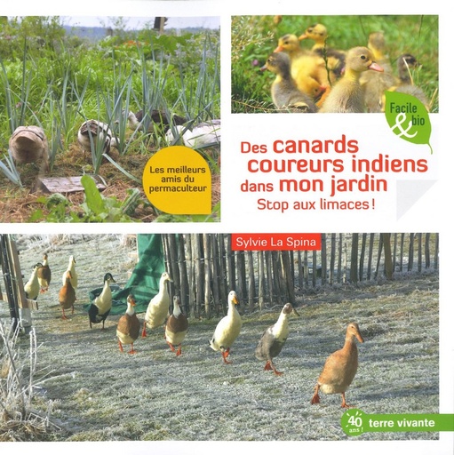 Des canards coureurs indiens dans mon jardin