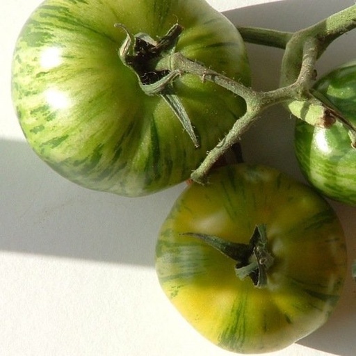 Tomate Green Zebra