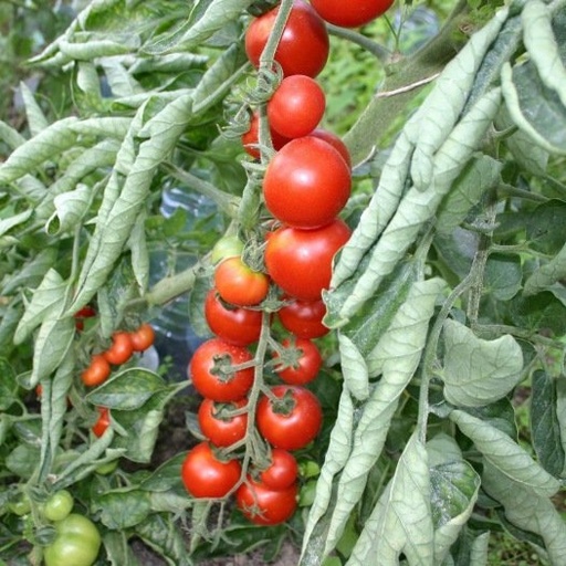 Tomate Cerise Miel du Mexique