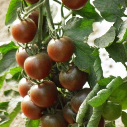 Tomate Cerise Black Cherry - L4820