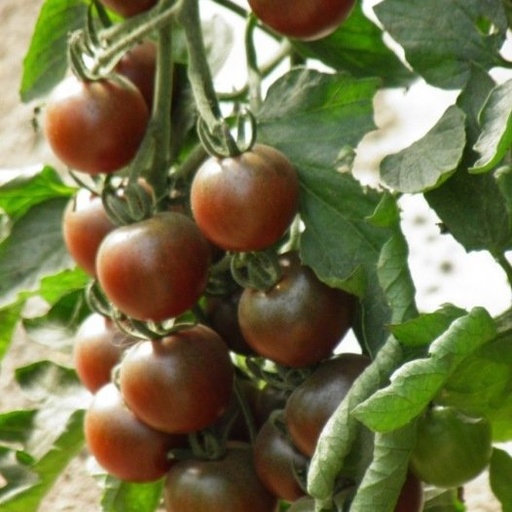 Tomate Cerise Black Cherry