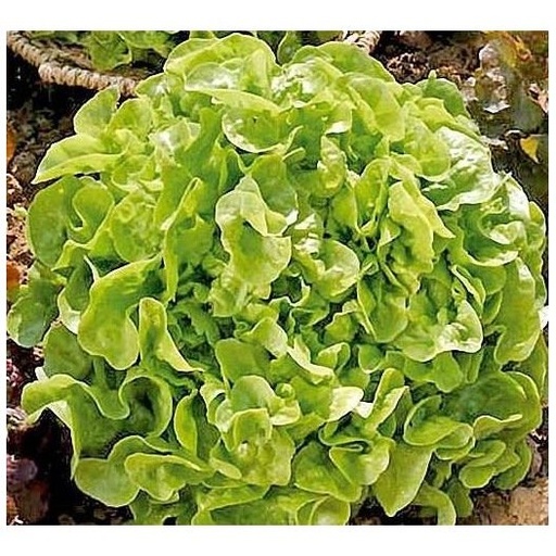 Laitue à couper Feuille de Chêne Blonde - L2700