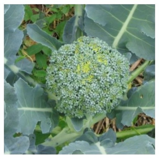 Chou Brocoli Vert Calabrais