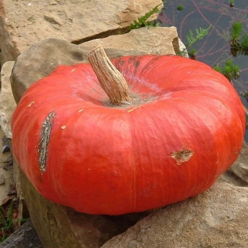 Potiron Rouge Vif d'Etampes