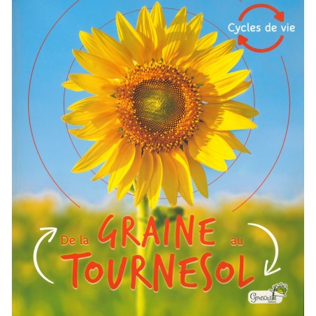 De la graine au tournesol