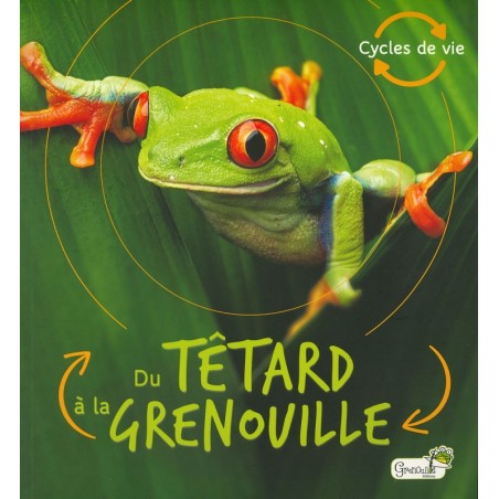 Du têtard à la grenouille