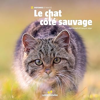 Le chat côté sauvage
